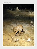 30.000 Jahre alter Schädel und Langknochen des Höhlenbären